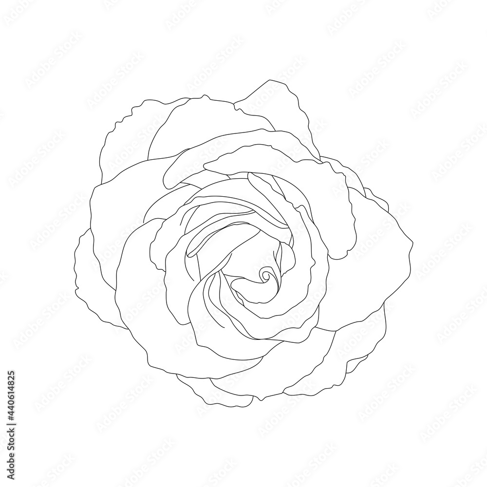 Rose branch with leaves. Hand-drawn illustration. Sketch. Rose branch with leaves. Hand-drawn illustration. Sketch.