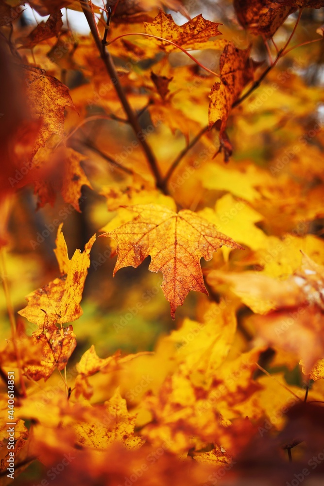 maple leaves in autumn