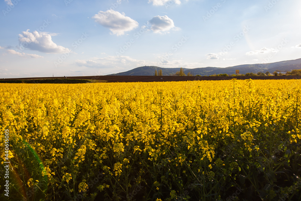 yellow rapeseed field in bloom yellow rapeseed field in bloom