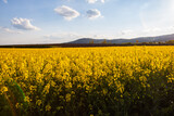 yellow rapeseed field in bloom 