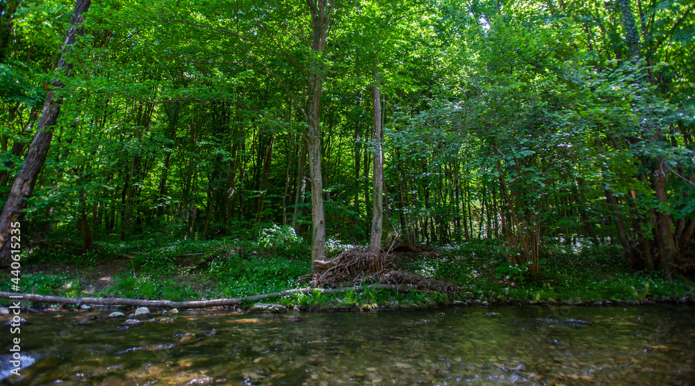 Fototapeta premium river in green forest