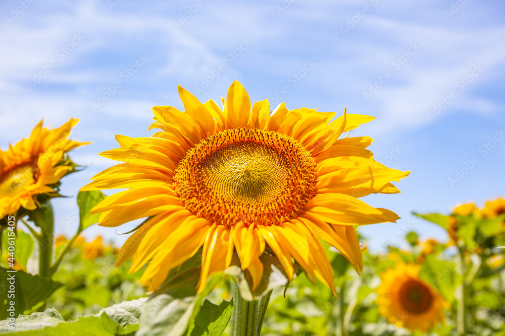 Obraz premium field of summer sunflowers