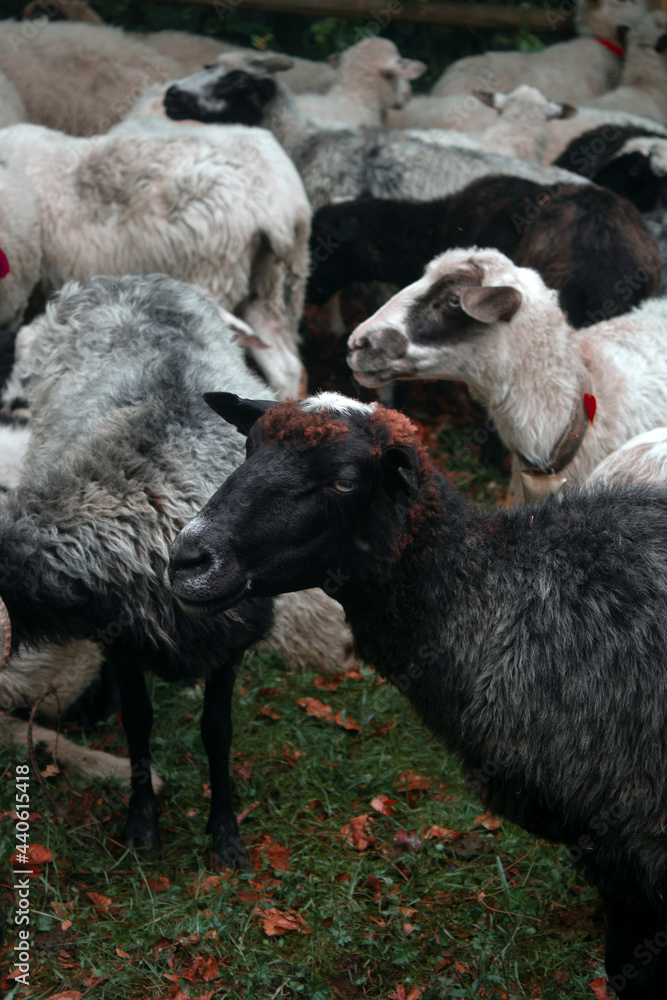 Fototapeta premium sheep and lamb