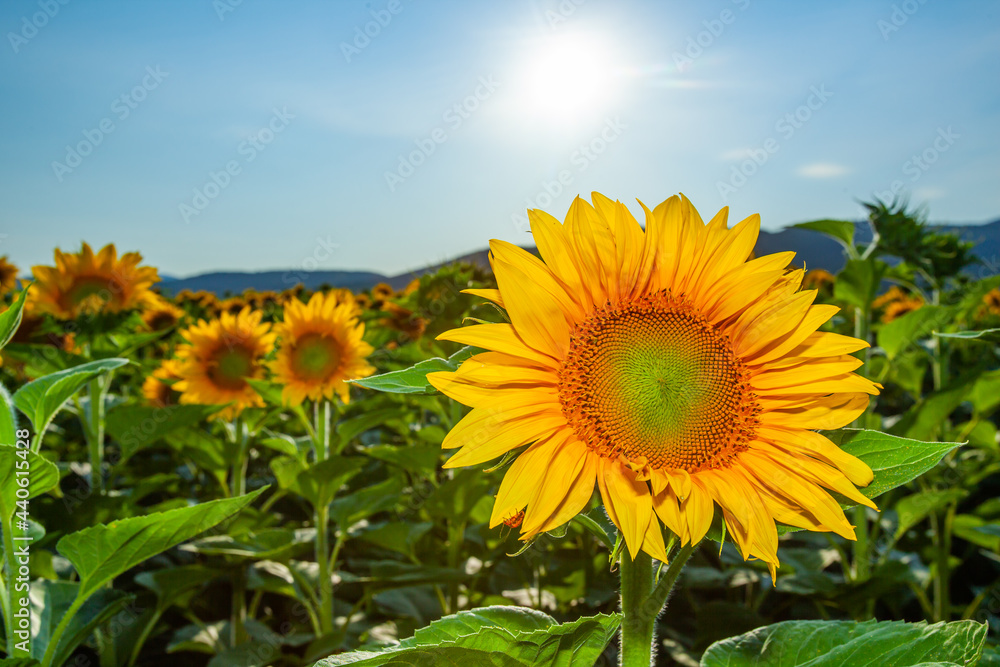 field of summer sunflowers