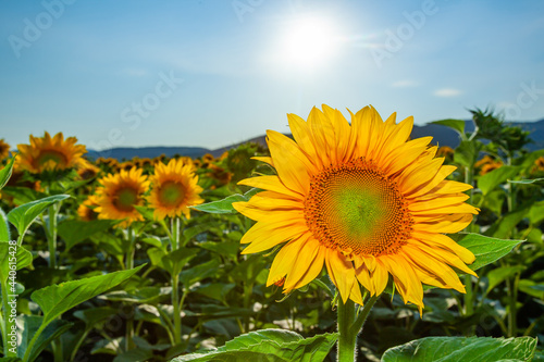 field of summer sunflowers