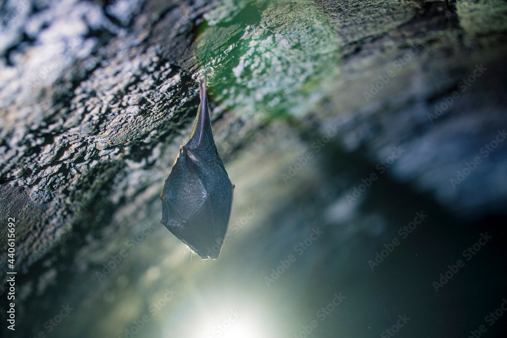 Close up small sleeping lesser horseshoe bat covered by wings, hanging upside down on top of cold arched brick cellar and hibernate. Creative wildlife