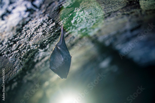 Obraz na płótnie Close up small sleeping lesser horseshoe bat covered by wings, hanging upside down on top of cold arched brick cellar and hibernate. Creative wildlife w salonie