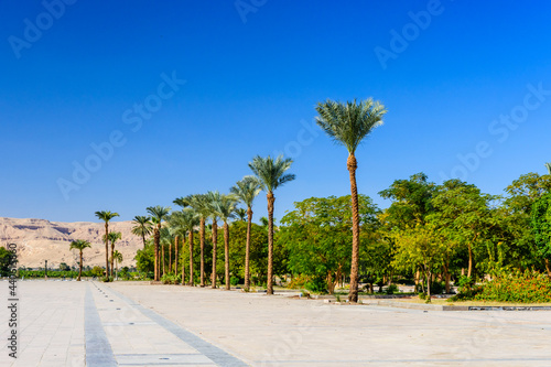 Palm trees on square near the Karnak temple in Luxor, Egypt