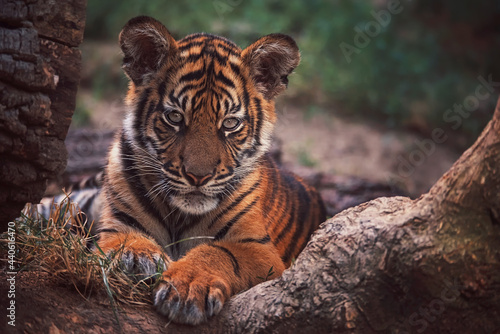 Photography Sumatran tiger portrait