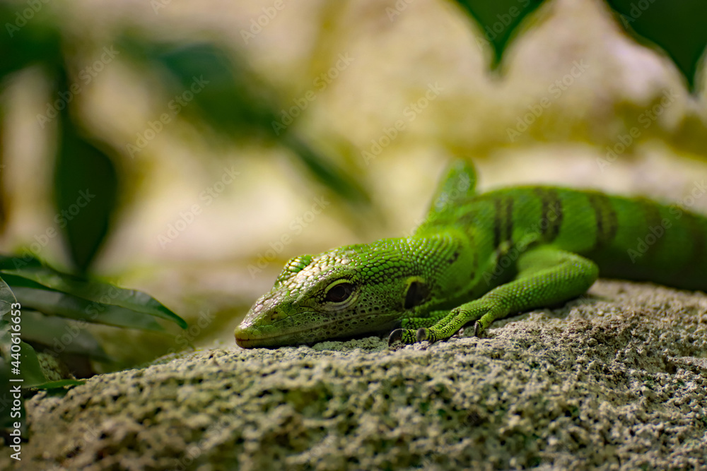 Fototapeta premium Varan émeraude