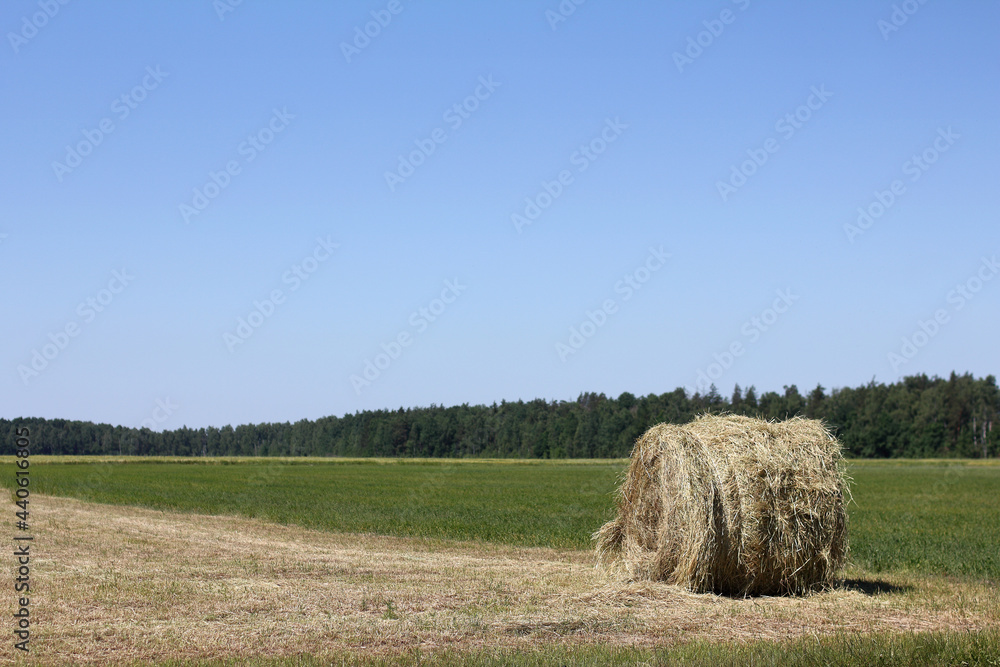 one roll of straw on the background of meadows and forests on a summer day. landscape with fresh hay
