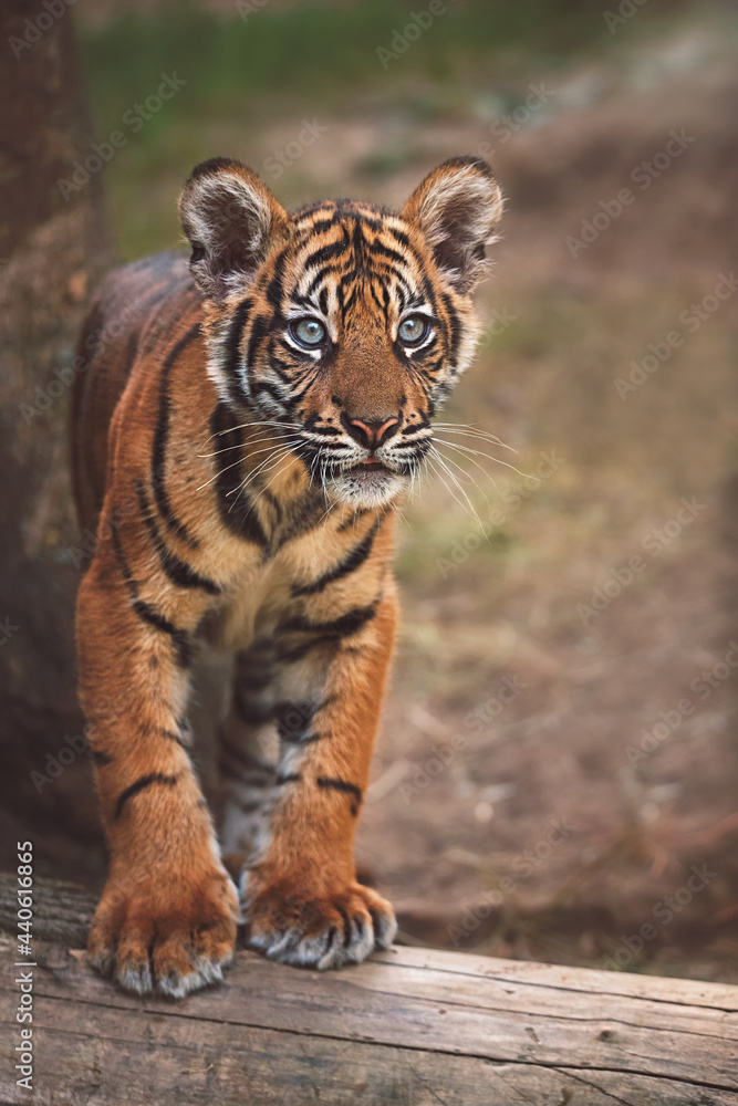 Naklejka premium Sumatran tiger portrait