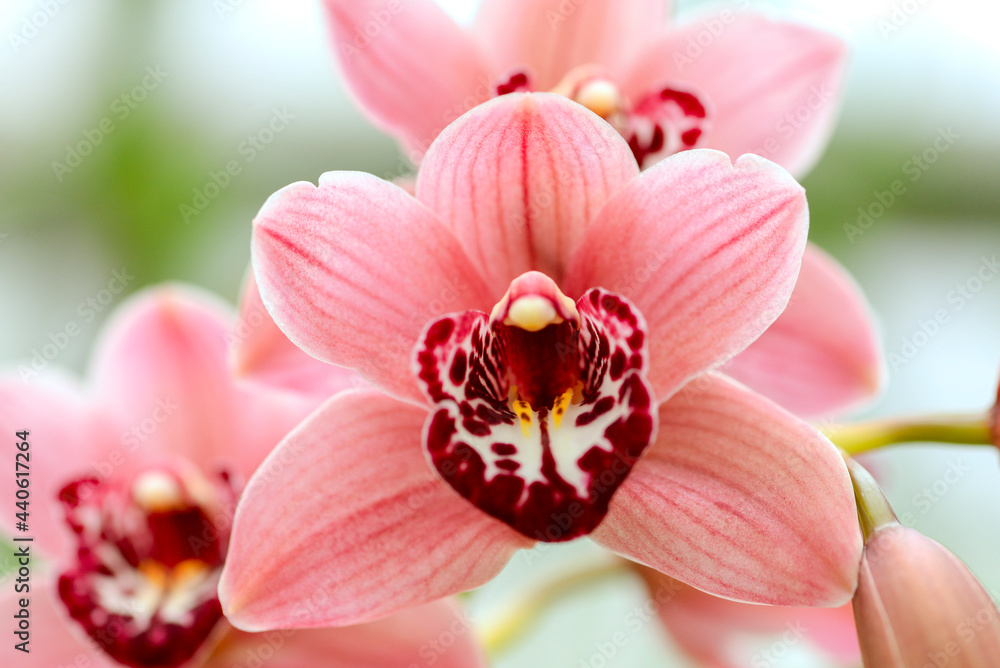 pink orchid flowers in garden pink orchid flowers in garden