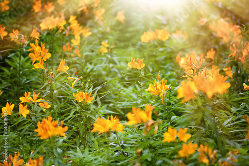 field of flowers and sunshine