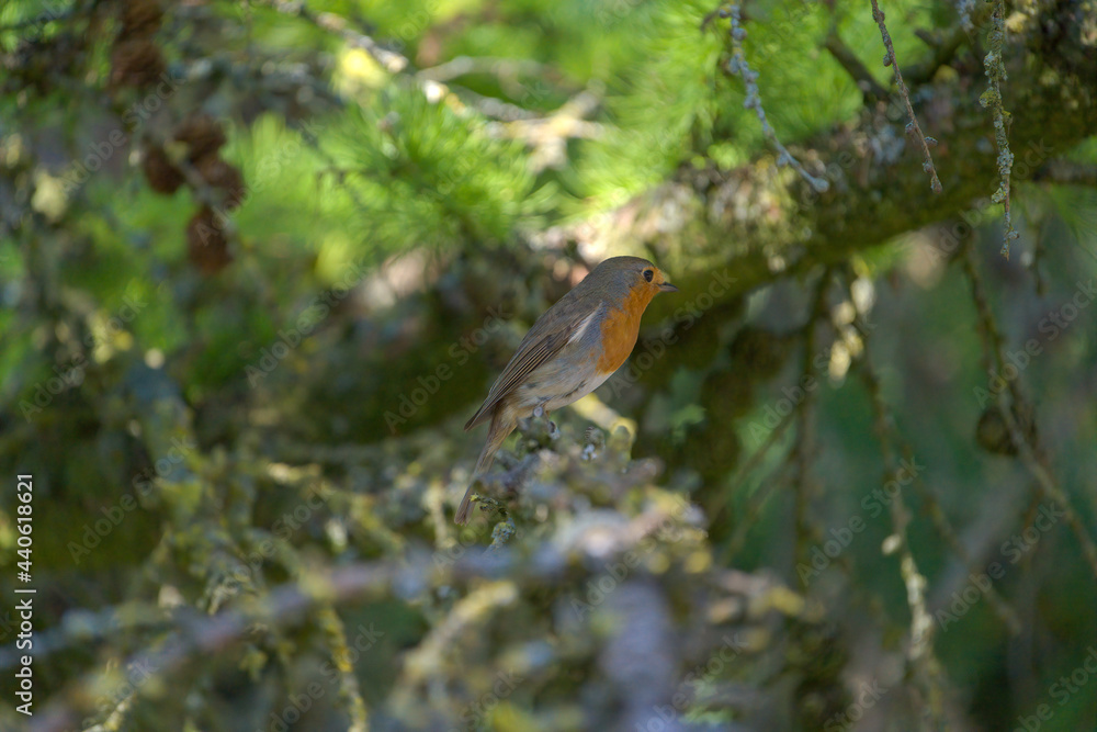 Robin on a branch Robin on a branch