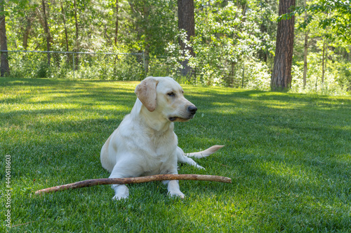 Zoey Puppy Dog photo