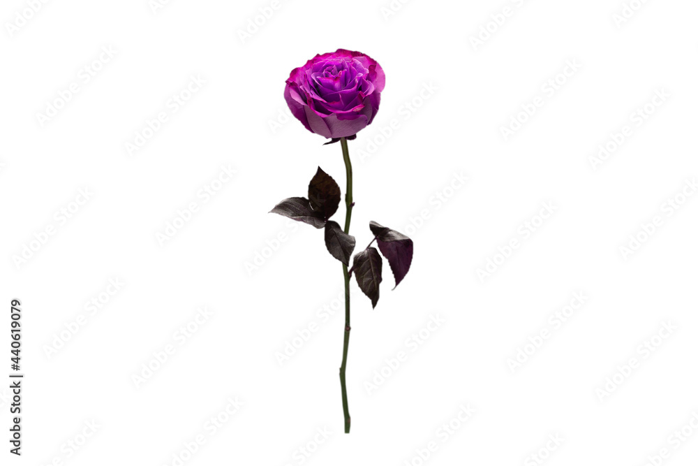 Purple rose isolated on a white background.