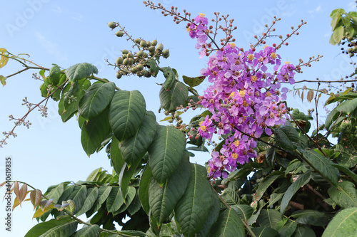 Lagerstroemia speciosa flowers purple with green leaves on blue sky closeup. photo