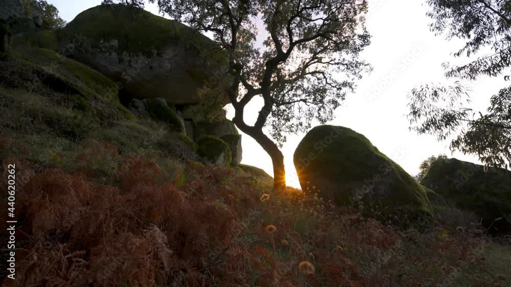 Amazing tree nature green and red landscape with flowers and sun flare on a boulder at sunset Amazing tree nature green and red landscape with flowers and sun flare on a boulder at sunset