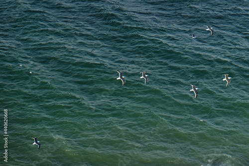 Seagulls flying over the water of Avacha Bay. Petropavlovsk-Kamchatsky, Kamchatka Peninsula, Russia