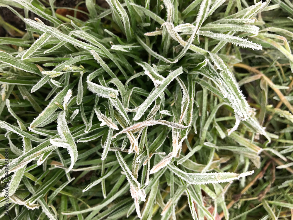 Frozen grass close up in the beginning of spring. texture background. Frozen grass close up in the beginning of spring. texture background.