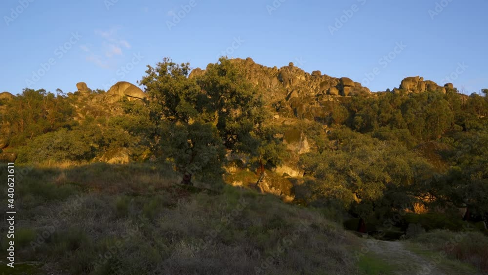 Boulders and trees landscape covered with moss on a green forest tree nature landscape at sunset Boulders and trees landscape covered with moss on a green forest tree nature landscape at sunset