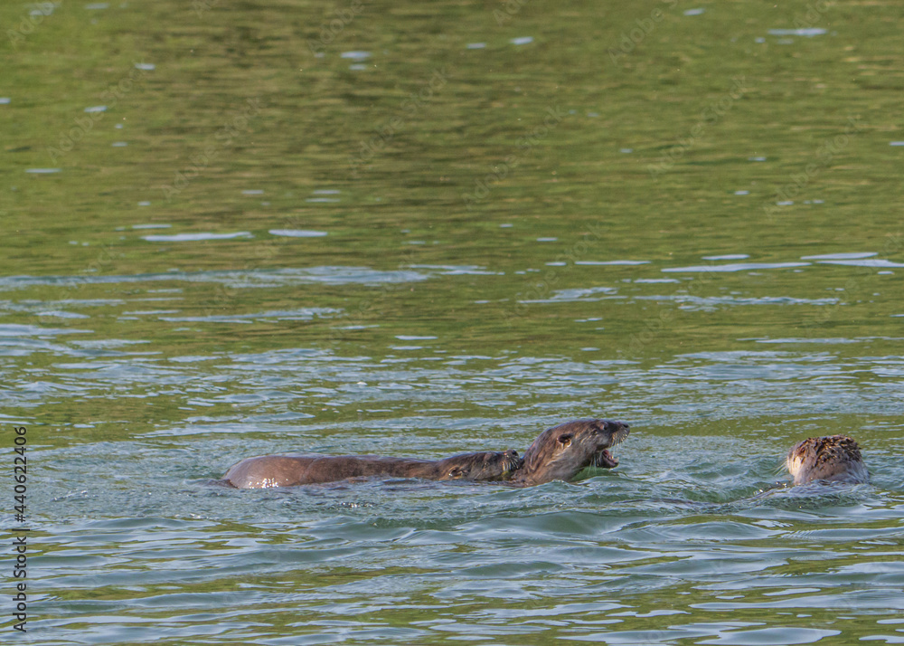 Obraz premium River otters playing in Lower American River 2020 A