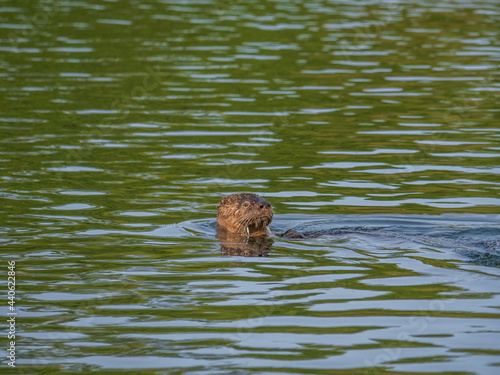 River otter swimming in Lower American River 2020 E