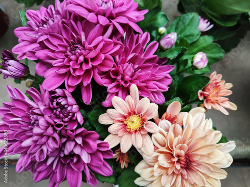 Colorful chrysanthemum flowers bloom in flower garden or greenhouse