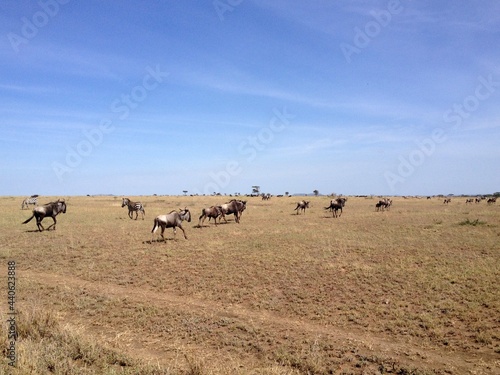 Wildebeest Serengeti National Park Tanzania