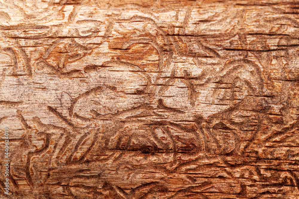 Naklejka premium wooden background with patterns from wood beetles, hieroglyphs on a blackboard