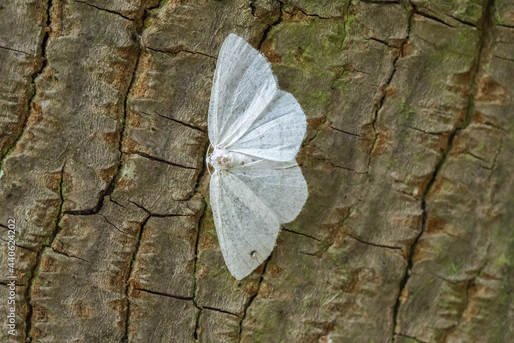 Common white wave (Cabera pusaria)