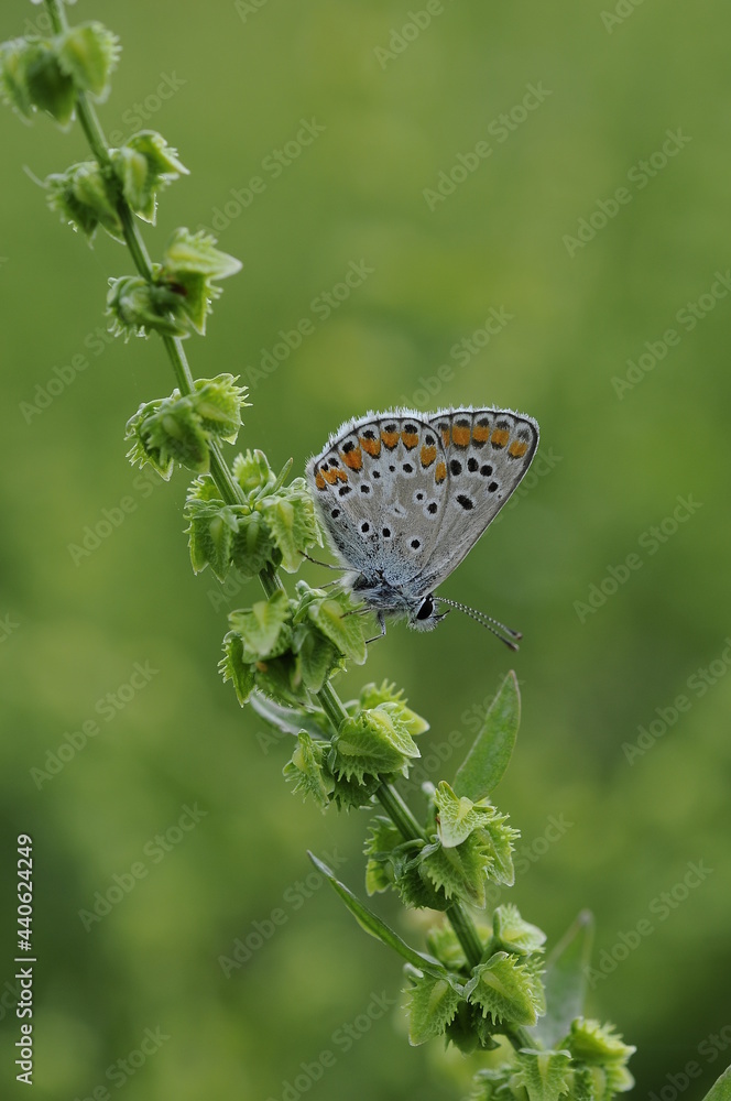 butterfly on leaf
