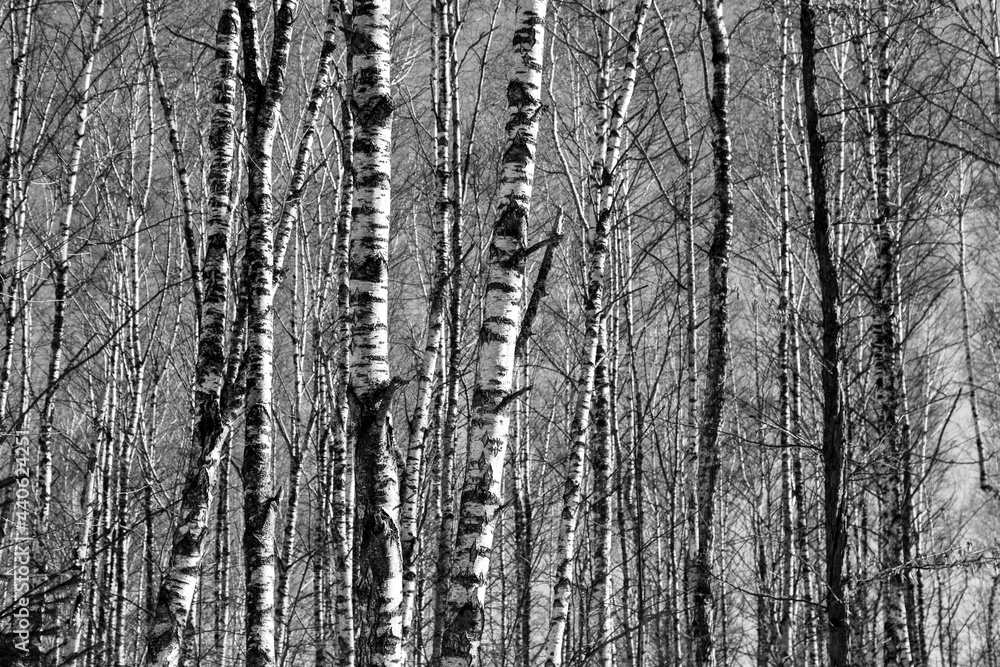 Birch grove on a sunny spring day, landscape banner, huge panorama, black-and-white Birch grove on a sunny spring day, landscape banner, huge panorama, black-and-white