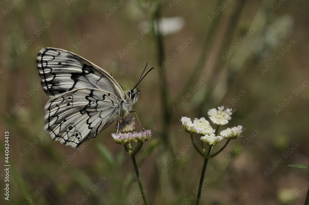 butterfly on a flower
