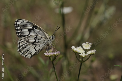 butterfly on a flower