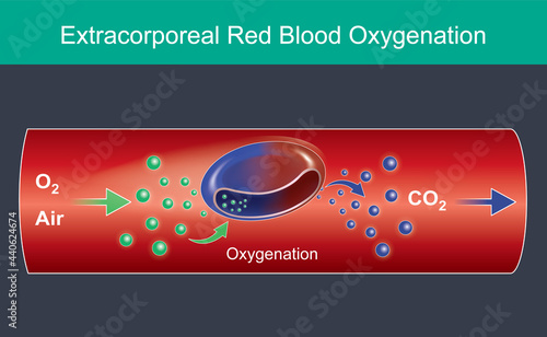 Extracorporeal Red Blood Oxygenation. Illustration for commercial use, About red blood cell received oxygen molecules into the respiratory and heart. Infographic vector..