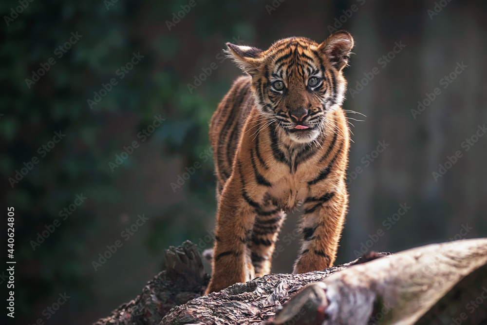 Fototapeta premium Sumatran tiger kitten