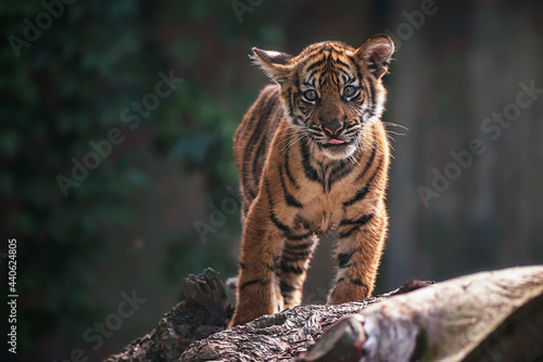 Quadro em tela Sumatran tiger kitten