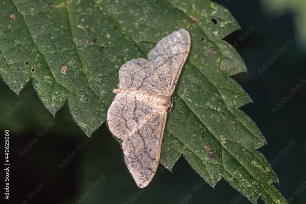 Pale mullein wave (Scopula incanata)