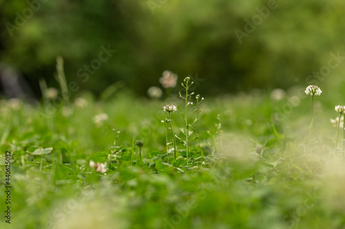 Close-up of a lawn in a garden covered with clover