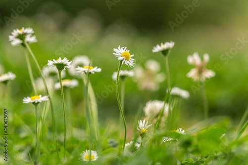 Close-up of daysies on a lawn