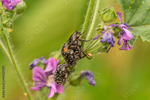 Close-up of mating white spotted rose beetles