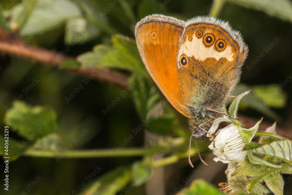 Pearl heath butterfly(Coenonympha arcania)
