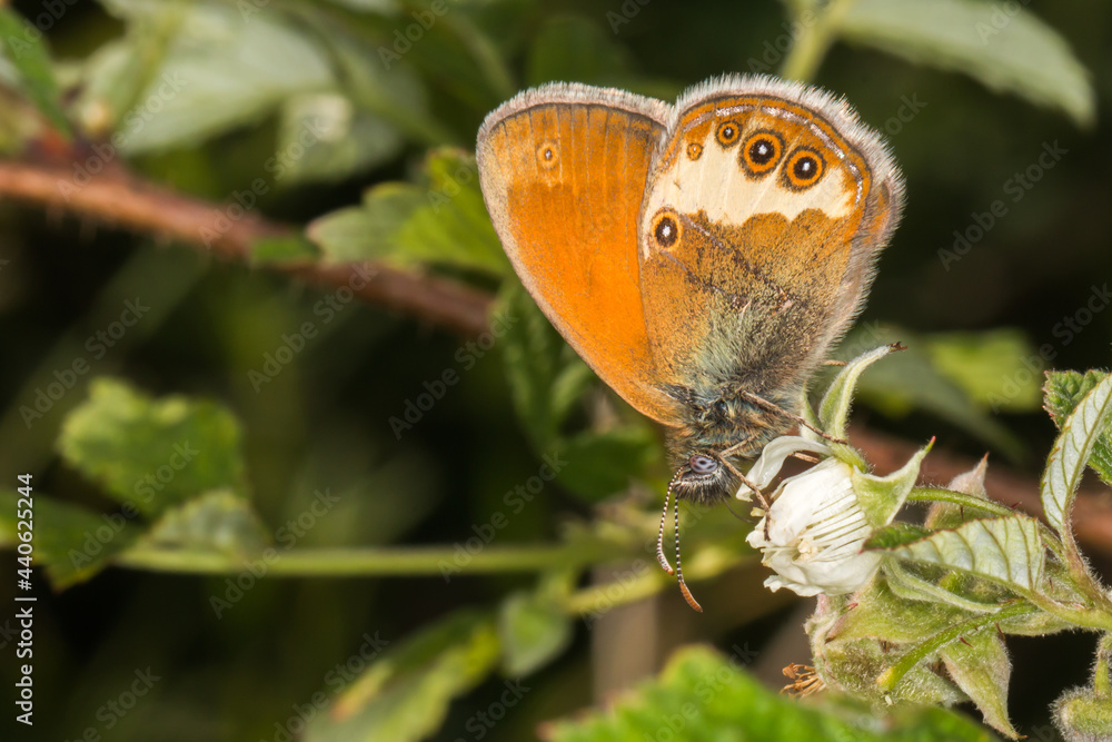 Pearl heath butterfly(Coenonympha arcania)