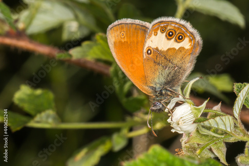 Obraz na płótnie Pearl heath butterfly(Coenonympha arcania) w salonie