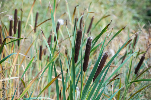 Cattail or bulrush growing on riverbank photo