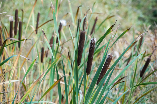 Cattail or bulrush growing on riverbank