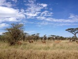 Impala Serengeti National Park Tanzania
