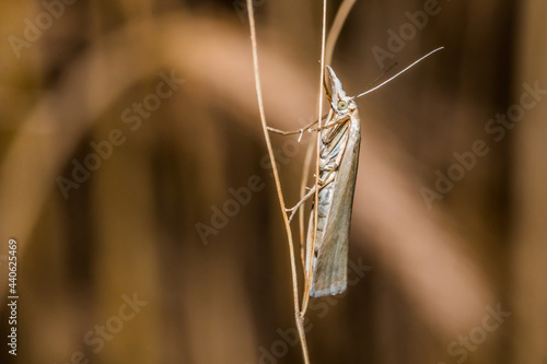 Obraz na płótnie Satin grass veneer (Crambus perlella) w salonie